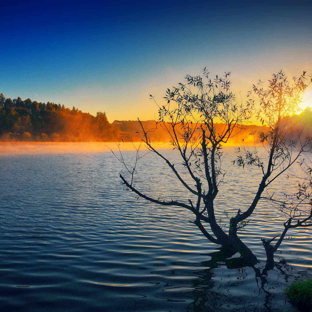 A mangrove tree in a pond with sunrise view.